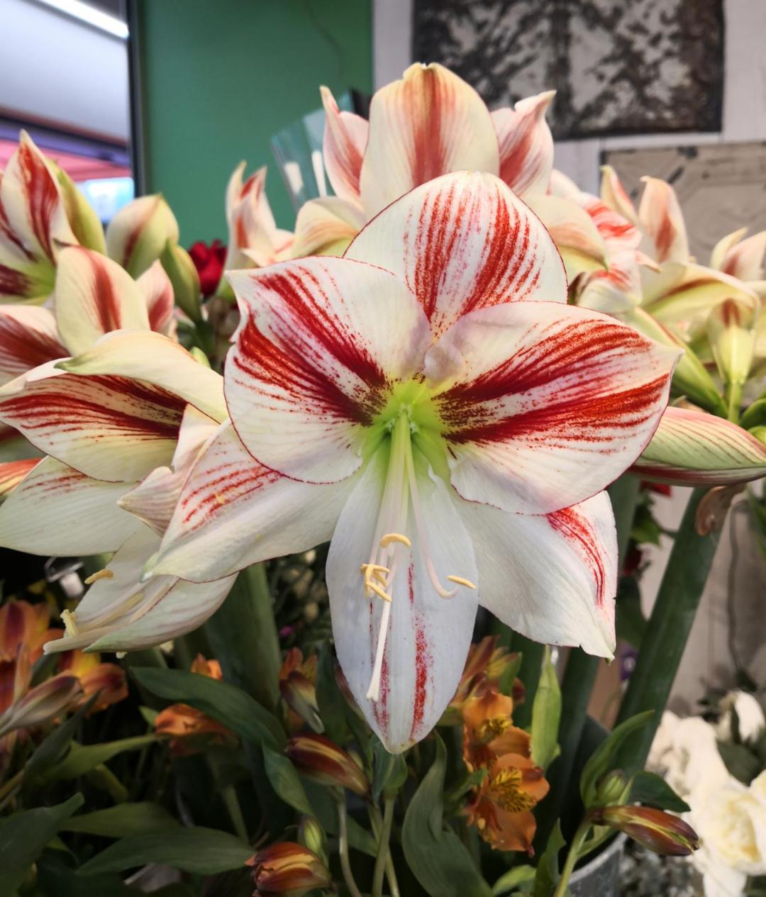 Dietario desde mi jardín - Anturio