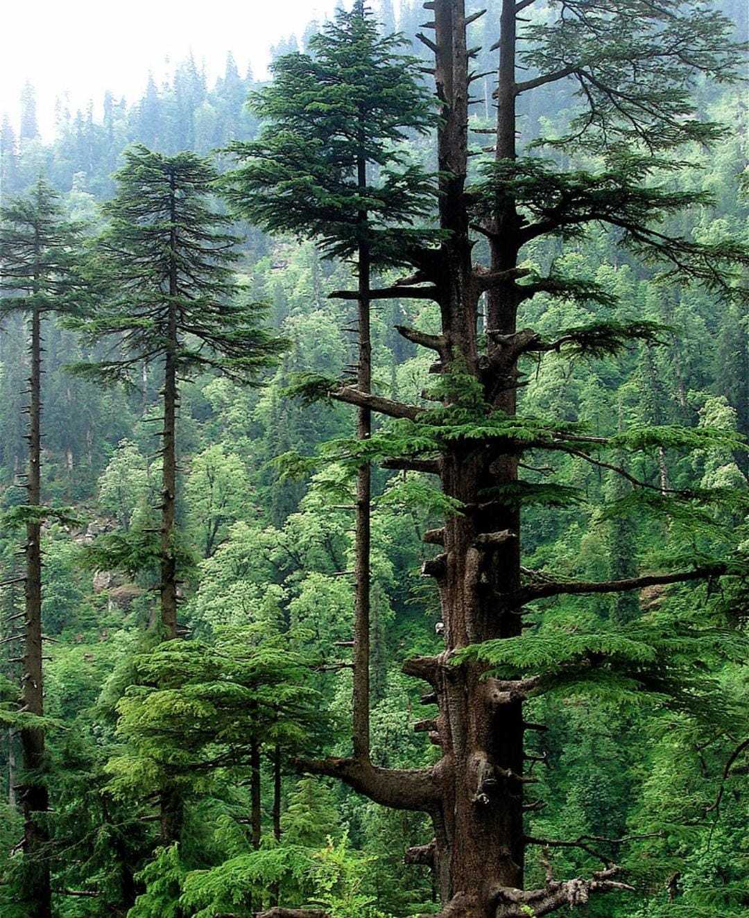 Dietario desde mi jardín - Cedros
