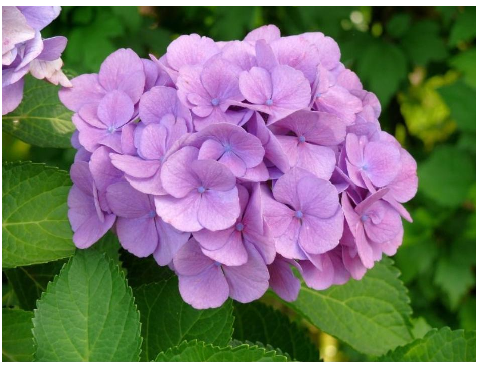 Dietario desde mi jardín - Hortensia