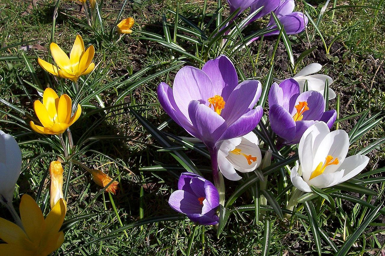 Dietario desde mi jardín - Crocus