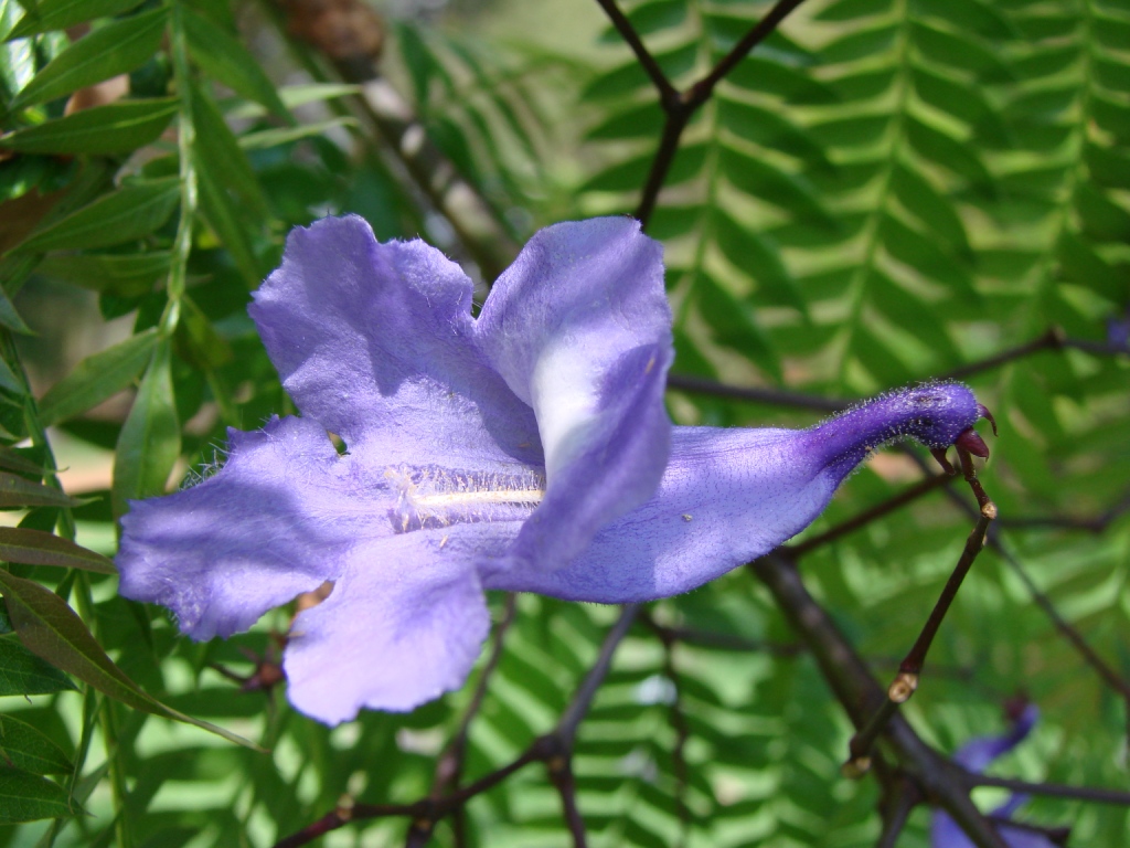 Dietario desde mi jardín - Jacarandá
