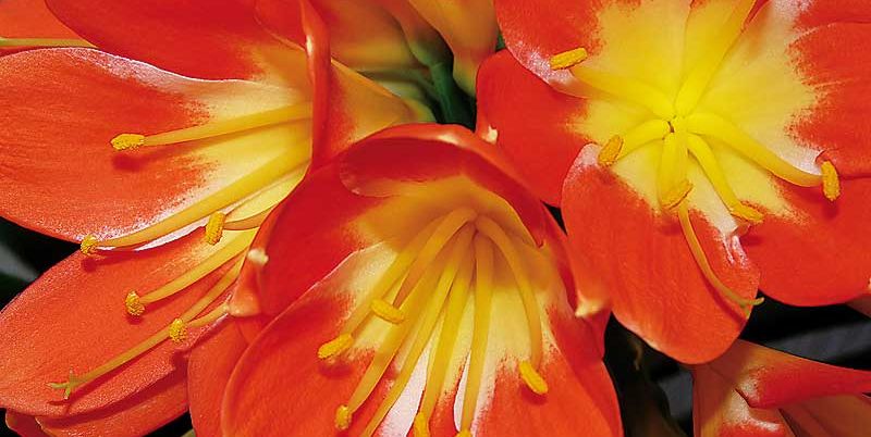 Dietario desde mi jardín - Clivia