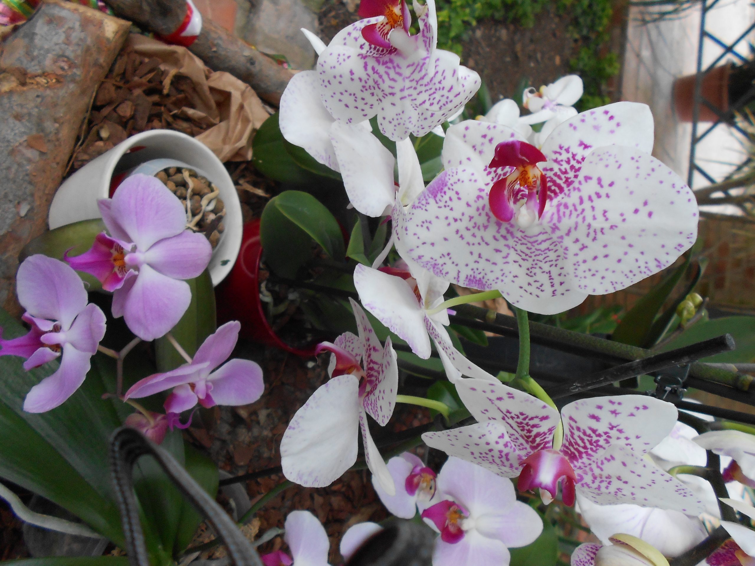 Dietario desde mi jardín - Orquídeas