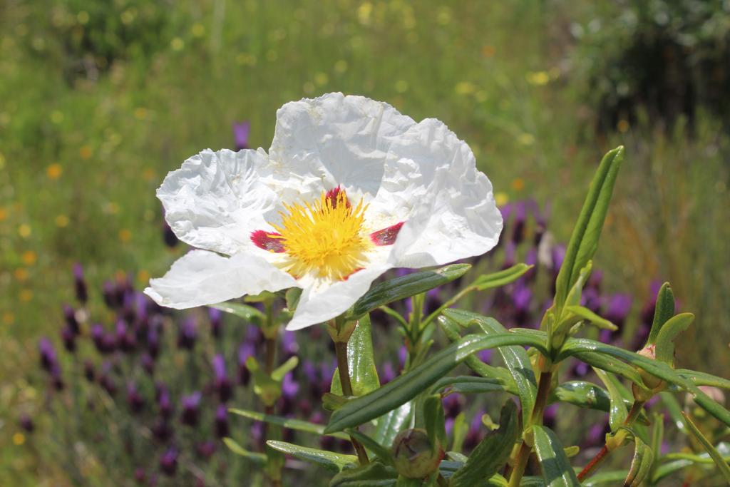 Dietario desde mi jardín - Flor de Jara