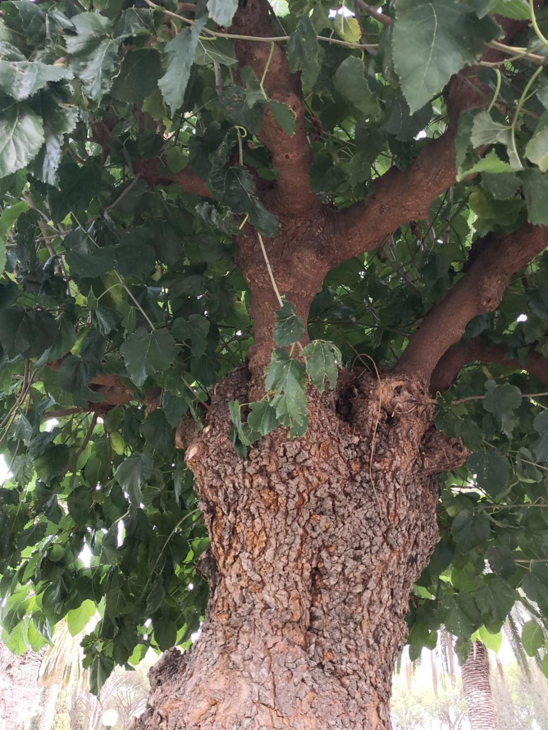 Dietario desde mi jardín - Morera