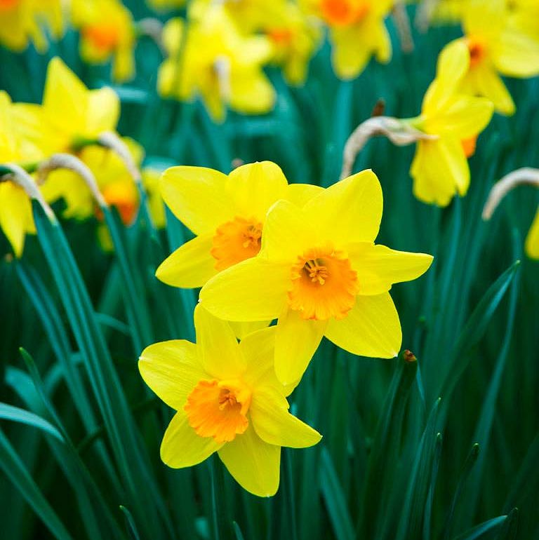 Dietario desde mi jardín - Narcisos
