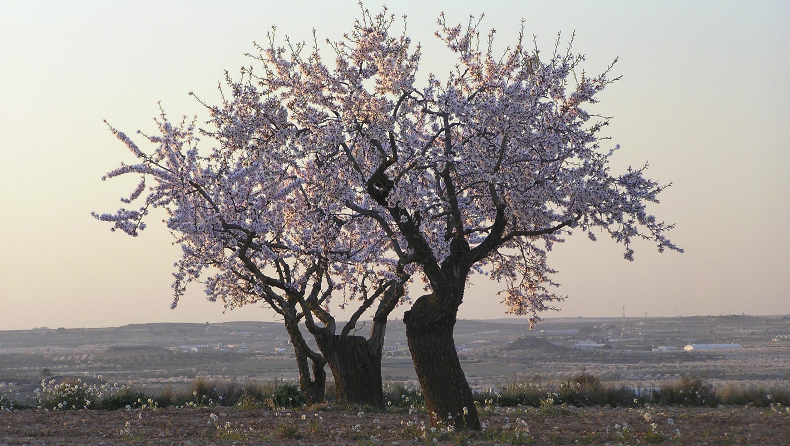 Dietario desde mi jardín - Almendros