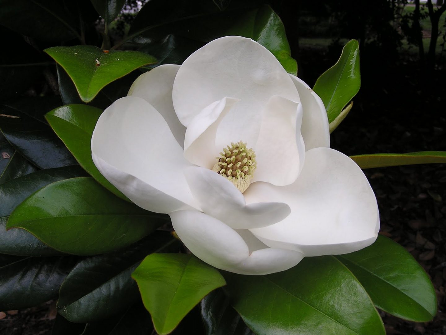 Dietario desde mi jardín - Flor del Magnolio