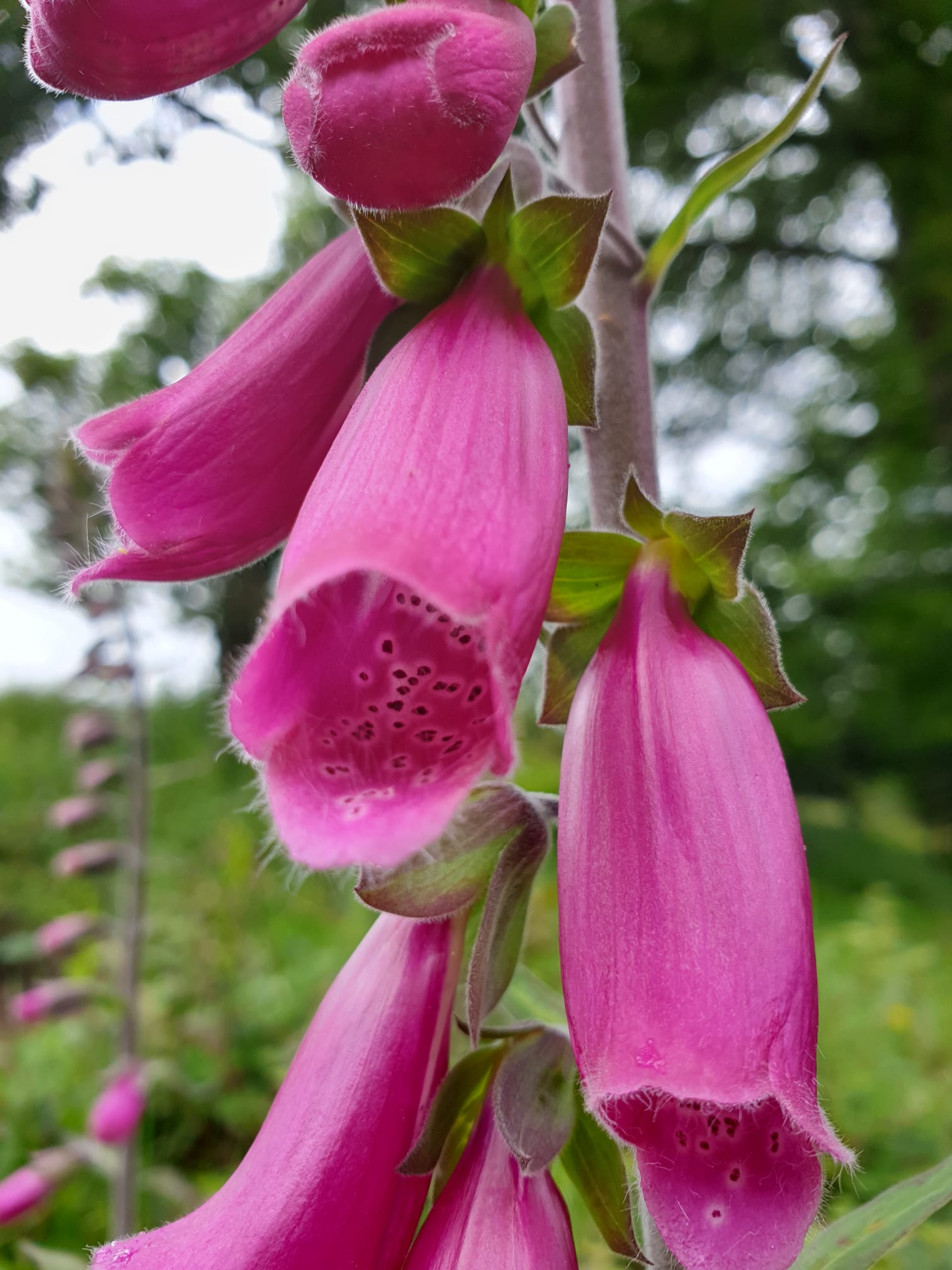 Dietario desde mi jardín - Digitalis Purpurea