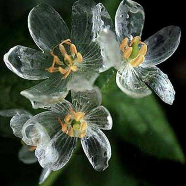 Dietario desde mi jardín - Flor de cristal