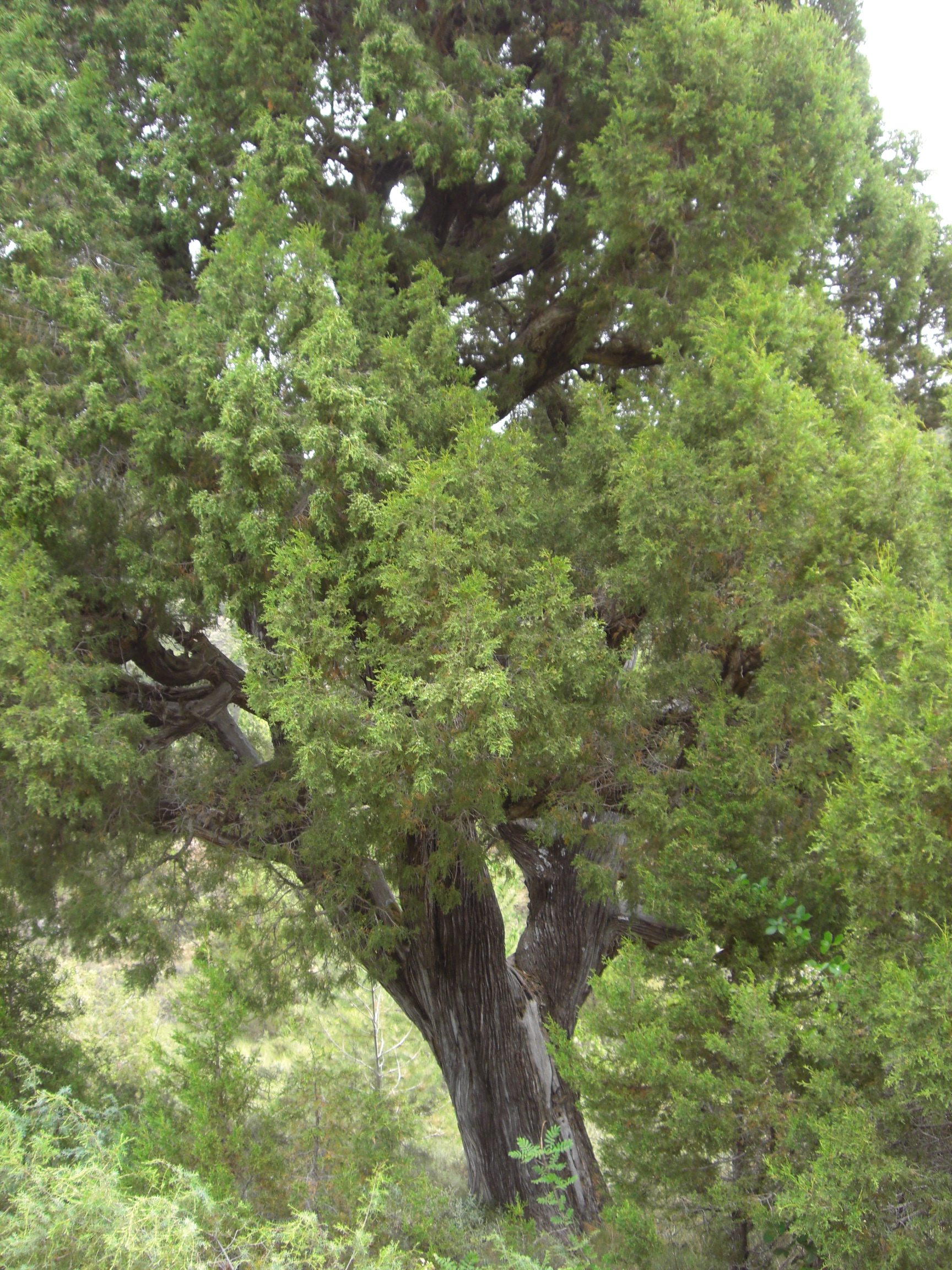 Dietario desde mi jardín - Enebro