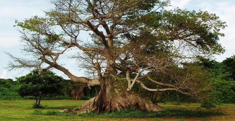 Dietario desde mi jardín - Ceiba