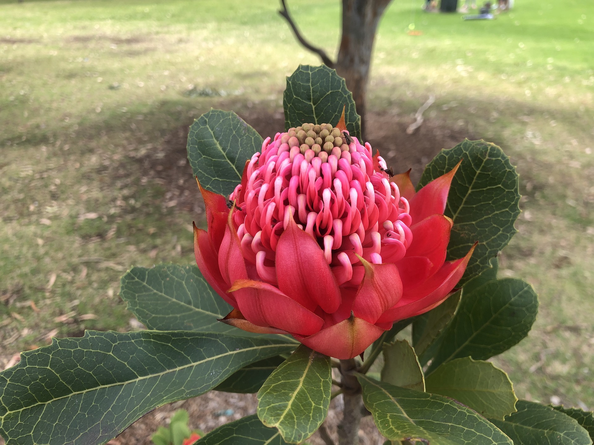 Dietario desde mi jardín - Flor de Waratah